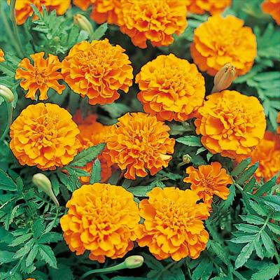 マリーゴールド ボナンザ オレンジ