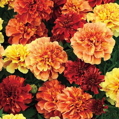 マリーゴールド ストロベリーブロンド