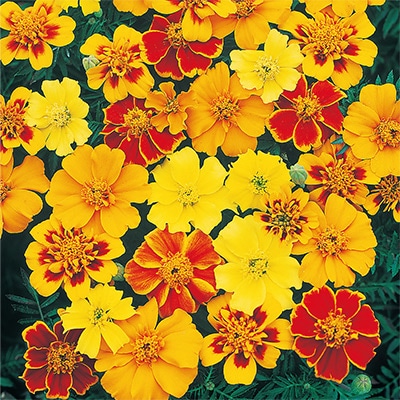 マリーゴールド 一重咲き 混合（ディスコ ミックス）