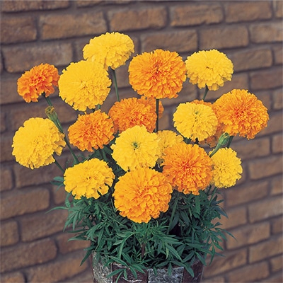 マリーゴールド アイシス ミックス