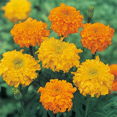 マリーゴールド マリーゴールド  大輪切り花用 混合