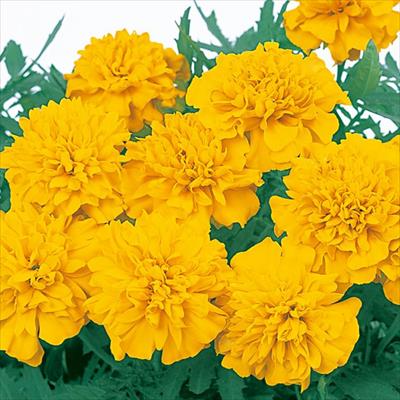 マリーゴールド マーチ ゴールデン