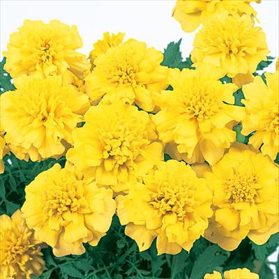 マリーゴールド マーチ イエロー