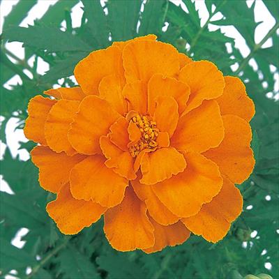 マリーゴールド デュランゴ タンジェリン