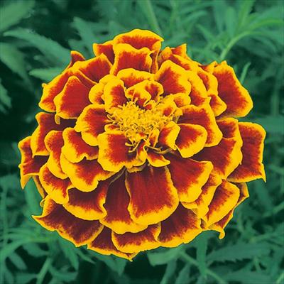 マリーゴールド デュランゴ ビー