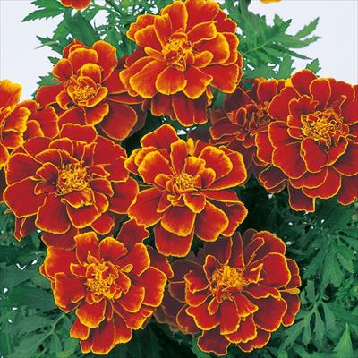 マリーゴールド サファリ スカーレット