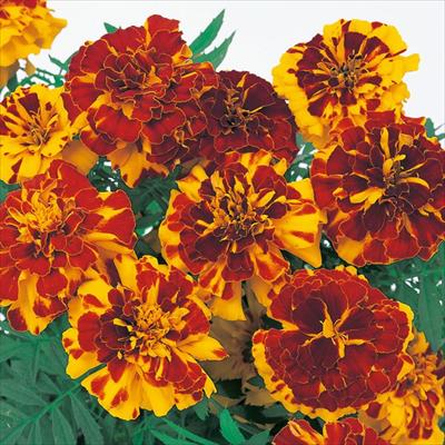 マリーゴールド サファリ ボレロ