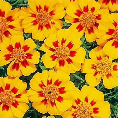 マリーゴールド ディスコ グラナダ