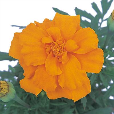 マリーゴールド デュランゴ オレンジ