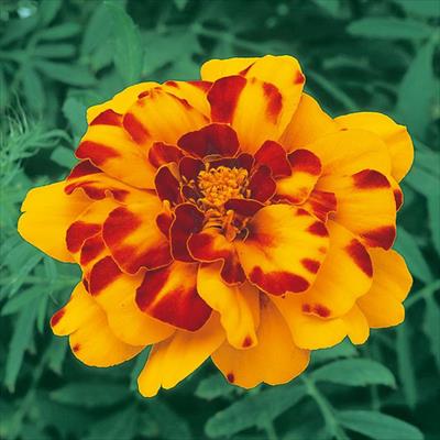 マリーゴールド デュランゴ ボレロ