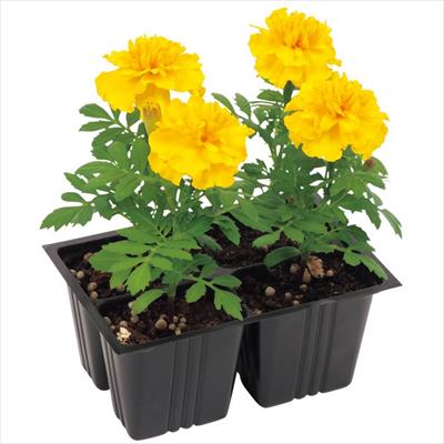 マリーゴールド ホットパック イエロー