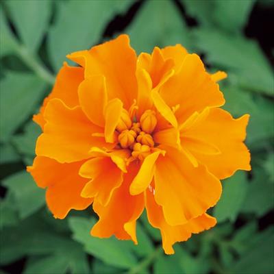 マリーゴールド ホットパック オレンジ