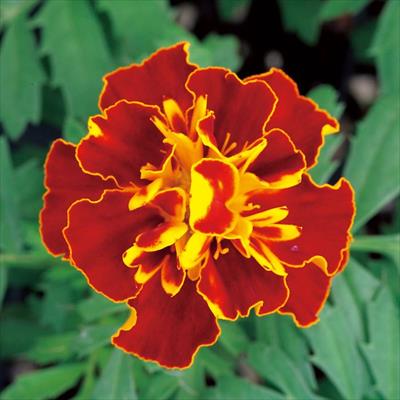 マリーゴールド ホットパック スプレー