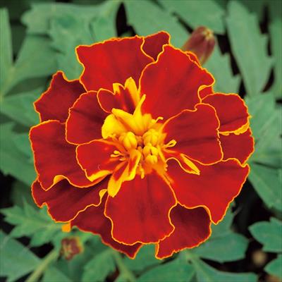 マリーゴールド ホットパック ハーモニー