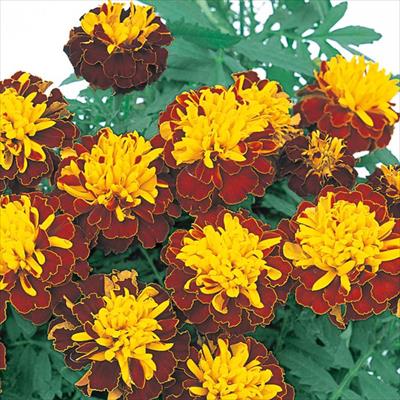 マリーゴールド マーチ スプレー