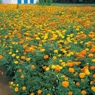 マリーゴールド アフリカントール