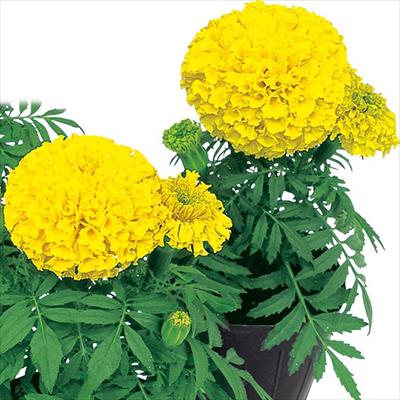 マリーゴールド ディスカバリー イエロー