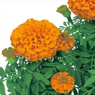 マリーゴールド ディスカバリー オレンジ