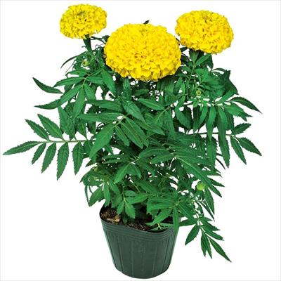 マリーゴールド プラウドマリー イエロー
