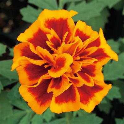 マリーゴールド ホットパック フレーム