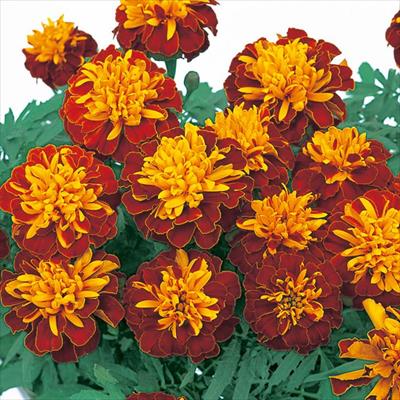 マリーゴールド マーチ ハーモニー