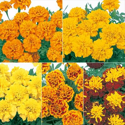 マリーゴールド マーチ 特選混合