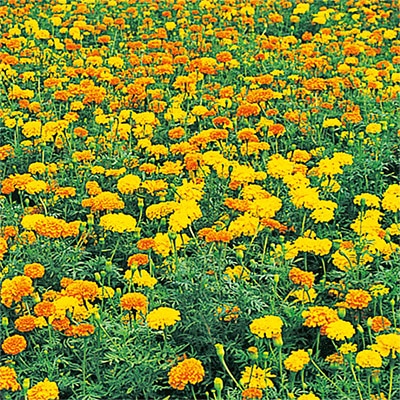 マリーゴールド アフリカントール