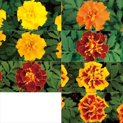 マリーゴールド ホットパック ミックス