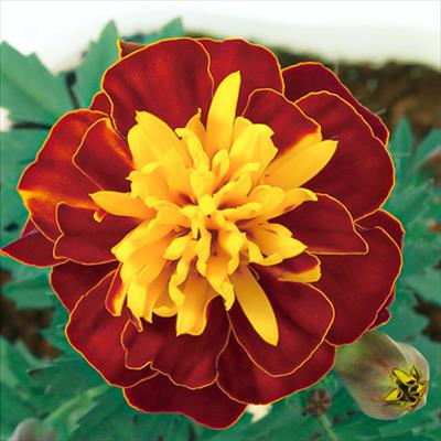 マリーゴールド スーパーヒーロー スプレー