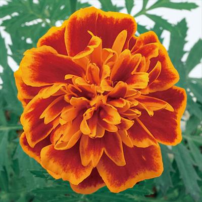 マリーゴールド スーパーヒーロー オレンジフレーム