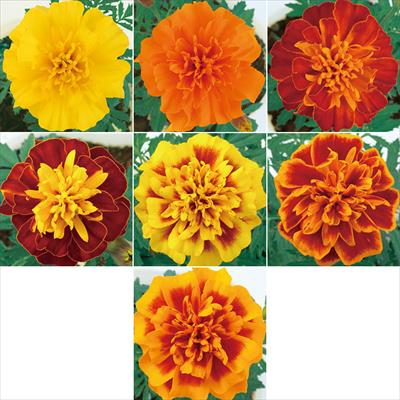 マリーゴールド スーパーヒーロー ミックス