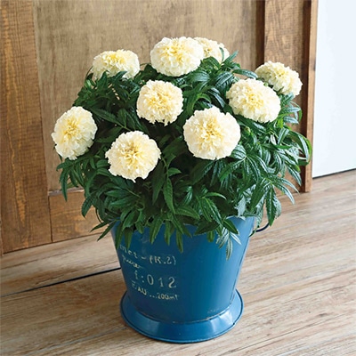 マリーゴールド ホワイトゴールド マックス