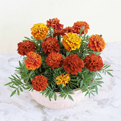 マリーゴールド ファイヤーボール