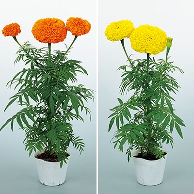 マリーゴールド オリエンタルXL ミックス