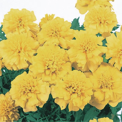 マリーゴールド マーチ イエロー