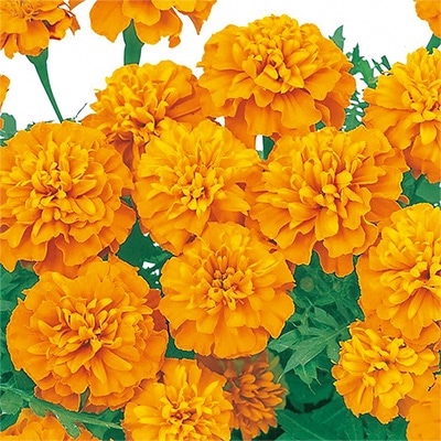 マリーゴールド マーチ オレンジ