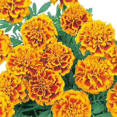 マリーゴールド マーチ フレーム