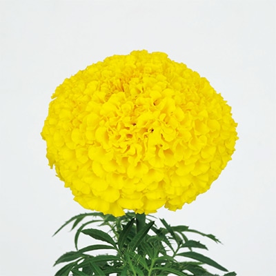 マリーゴールド オリエンタルXL イエロー