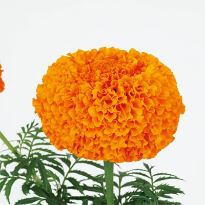 マリーゴールド オリエンタルXL オレンジ