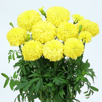 マリーゴールド サンキス イエロー