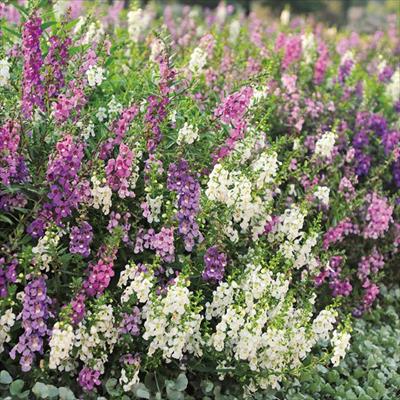 アンゲロニア セレナ ミックス