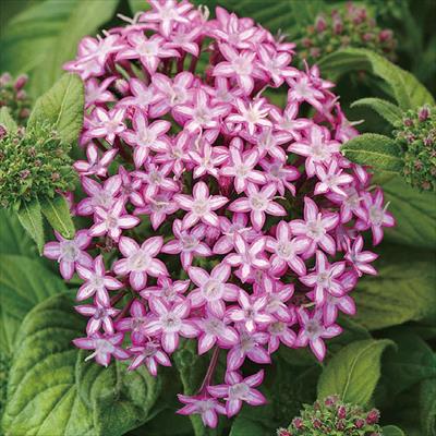 ペンタス ギャラクシー パープルスター