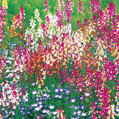 リナリア（姫金魚草） 高性混合