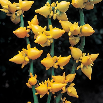 カナリアナス（とげなしツノナス）