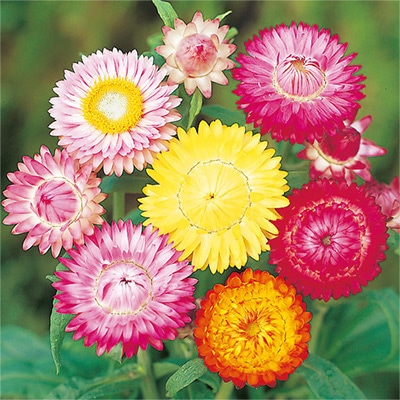 ヘリクリサム（帝王貝細工） モンストローサ