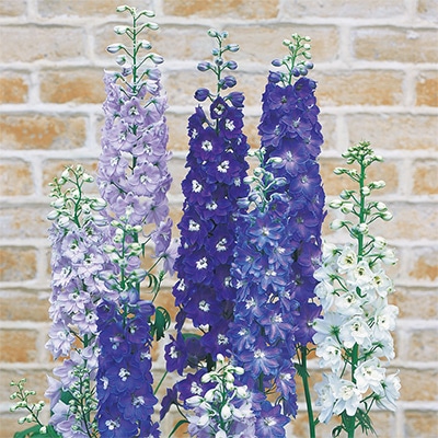 デルフィニウム パシフィックジャイアント ミックス