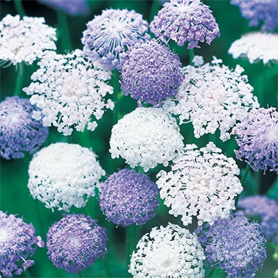 ディディスカス レースフラワー ミックス