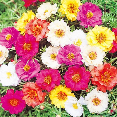 松葉牡丹 ソーラーキッズ ミックス