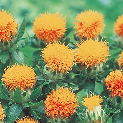 べにばな カルタムス