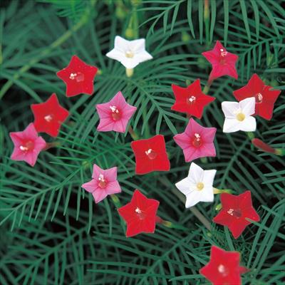 るこう草（サイプレス バイン） （約22粒）1袋